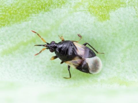 Orius insidiosus