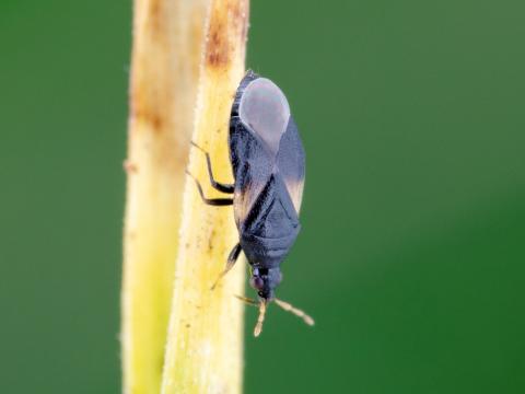 Orius tristicolor