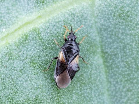 Orius tristicolor