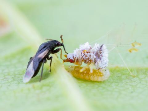 Orius tristicolor