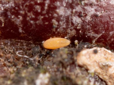 Psylle du pommier (Cacopsylla mali)