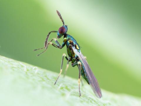 Diglyphus isaea