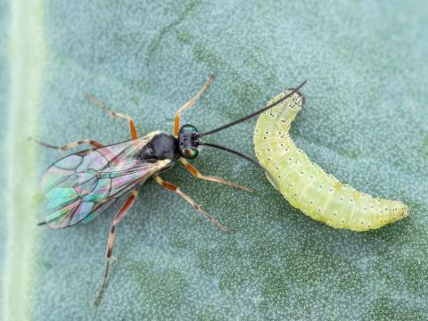 Diadegma insulare
