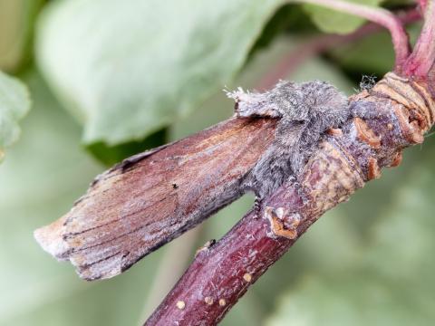 Chenille à bosse rouge (Schizura concinna)