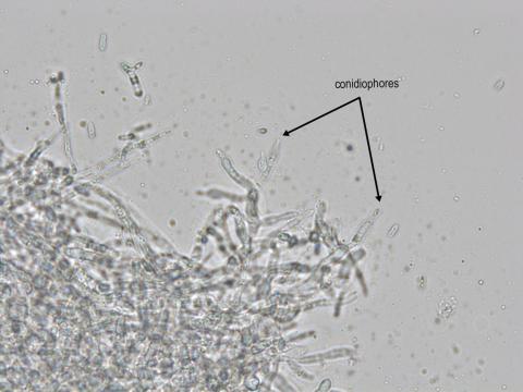 Cadophora_luteo-olivacea_9