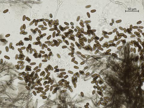 Diplodia_seriata_12