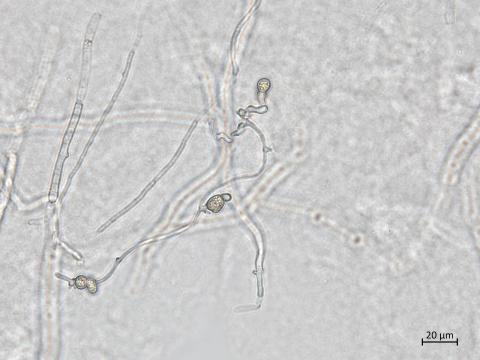 Neocosmospora_phaseoli_8