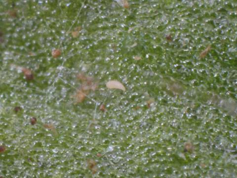 Aculops lycopersici
