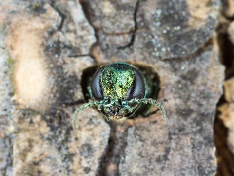 Agrile du frêne (Agrilus planipennis)