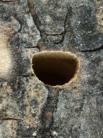 Agrile du frêne (Agrilus planipennis)