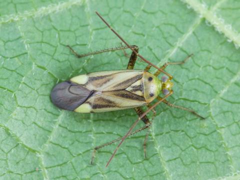 Capside de la luzerne (Adelphocoris lineolatus)