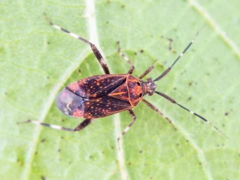 Taedia scrupea