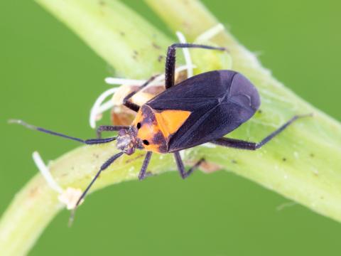 Taedia scrupea