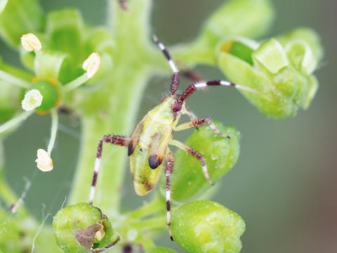 Taedia scrupea