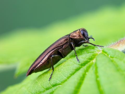 Agrile des gadelliers (Agrilus ribesi)