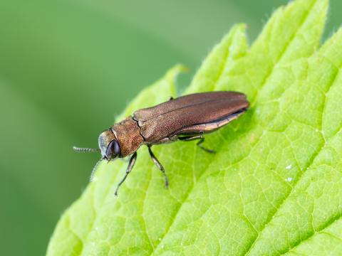 Agrile des gadelliers (Agrilus ribesi)
