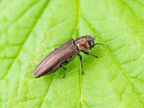 Agrile des gadelliers (Agrilus ribesi)
