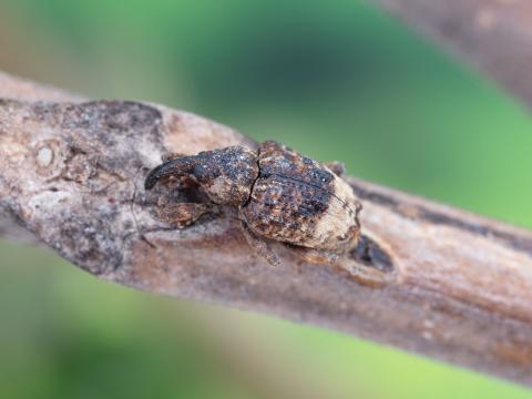 Charançon du noyer (Conotrachelus juglandis)