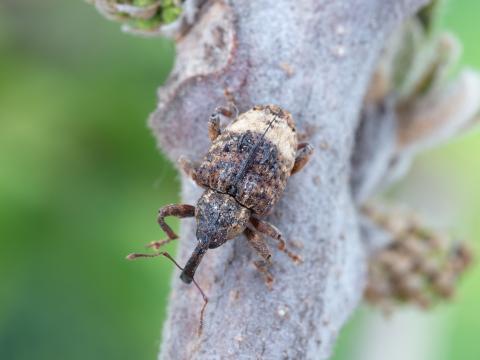 Charançon du noyer (Conotrachelus juglandis)