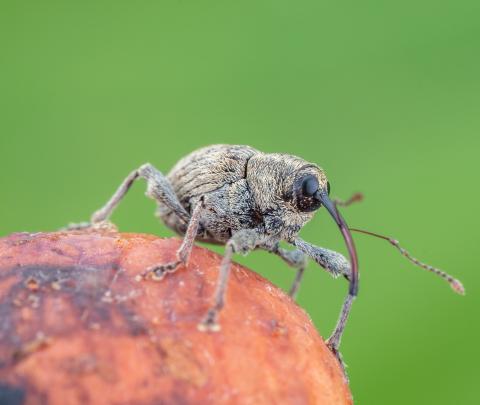 Charançon des noisetiers (Curculio obtusus)