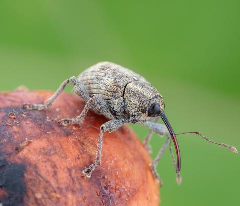 Charançon des noisetiers (Curculio obtusus)
