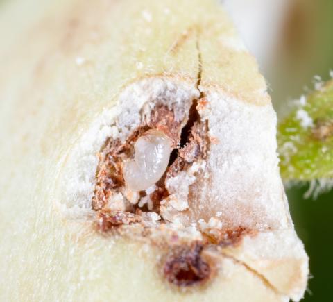 Charançon des noisetiers (Curculio obtusus)