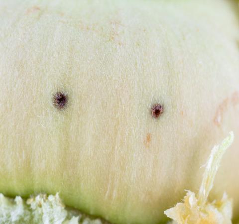 Charançon des noisetiers (Curculio obtusus)