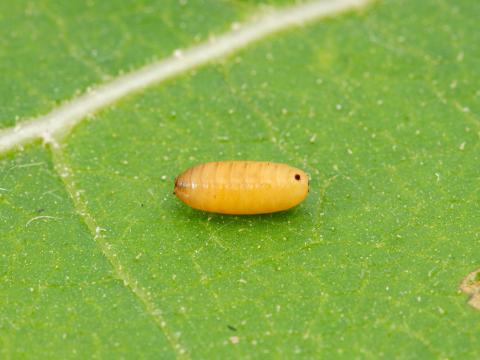 Mouche du groseillier (Euphranta canadensis)