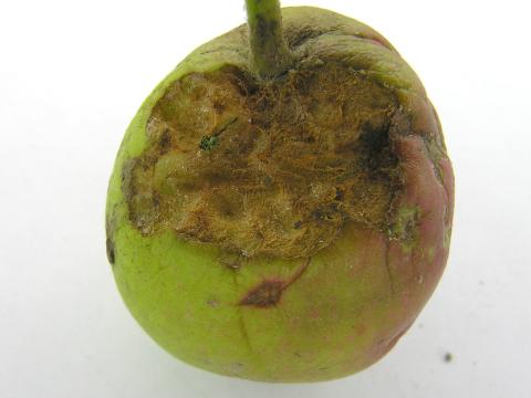 Limaces