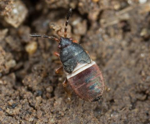 Punaise velue (Blissus leucopterus hirtus)