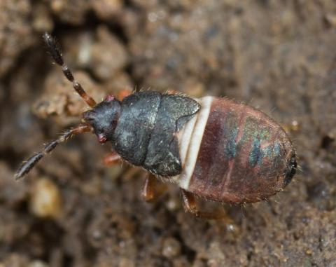 Punaise velue (Blissus leucopterus hirtus)