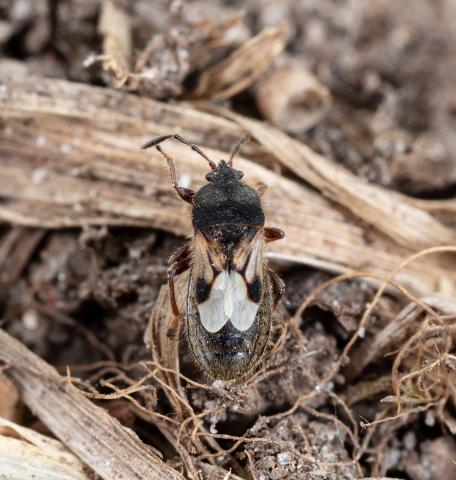 Punaise velue (Blissus leucopterus hirtus)