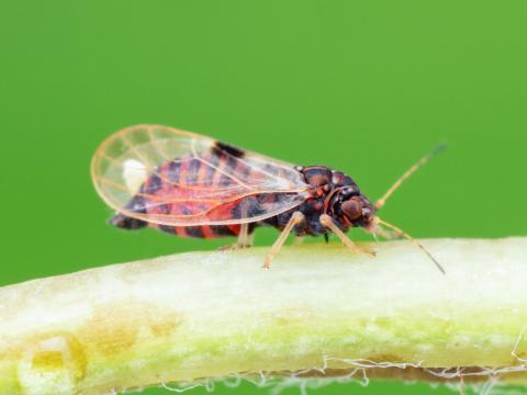 Psylle du poirier (Cacopsylla pyricola)