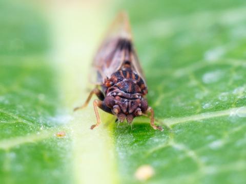 Psylle du poirier (Cacopsylla pyricola)