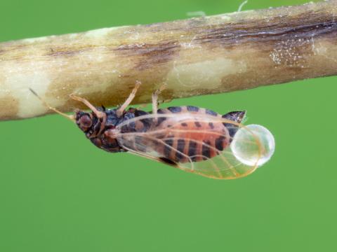 Psylle du poirier (Cacopsylla pyricola)