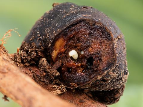Ptéromale galligène (Hemadas nubilipennis)