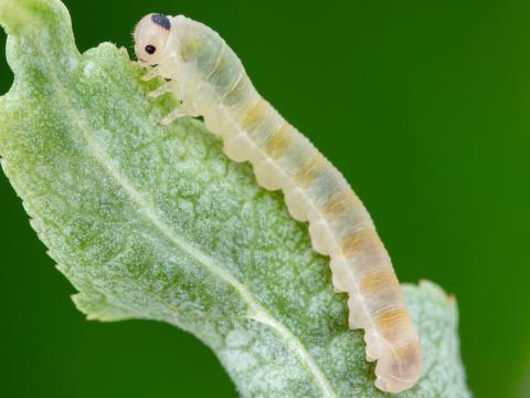 Tenthrède du sureau (Macrophya epinota)