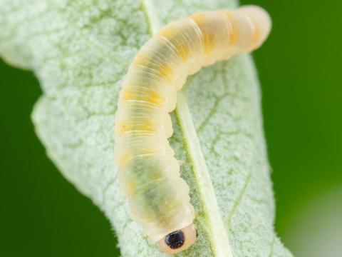 Tenthrède du sureau (Macrophya epinota)