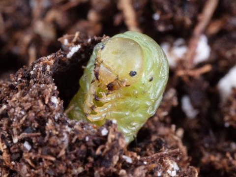 Tenthrède du sureau (Macrophya epinota)