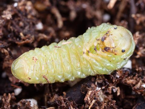 Tenthrède du sureau (Macrophya epinota)