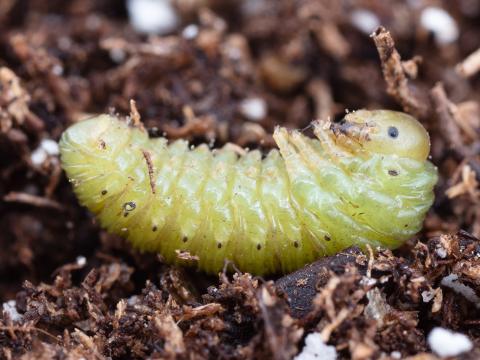 Tenthrède du sureau (Macrophya epinota)