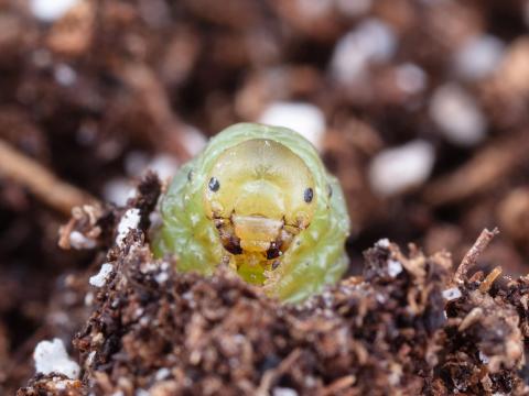 Tenthrède du sureau (Macrophya epinota)