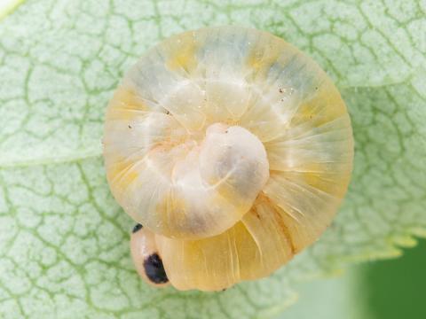 Tenthrède du sureau (Macrophya epinota)