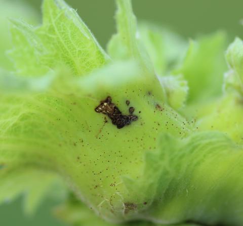 Charançon des noisetiers (Curculio obtusus)