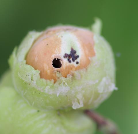 Charançon des noisetiers (Curculio obtusus)