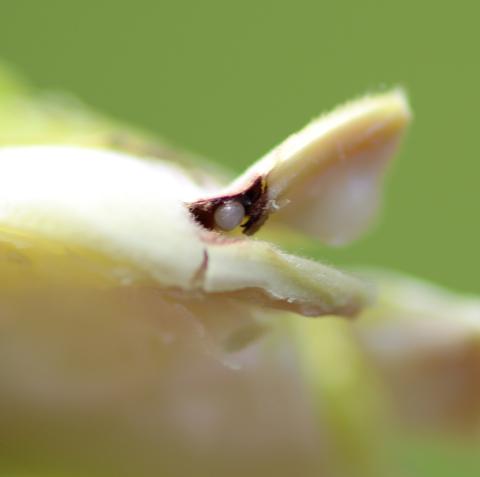 Charançon des noisetiers (Curculio obtusus)