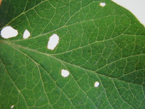 Limaces